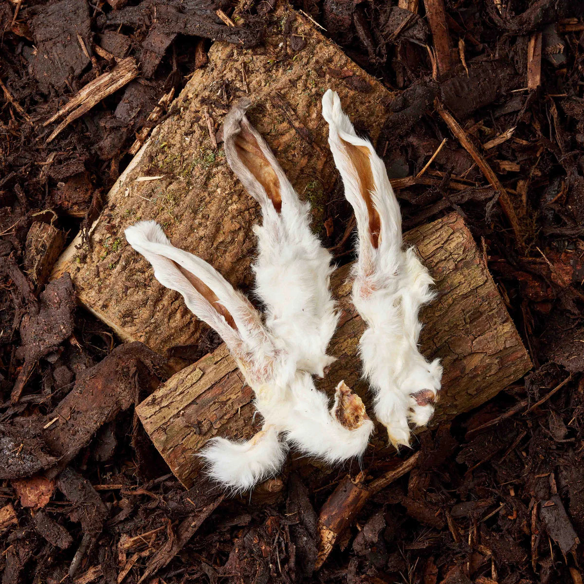 10 Hairy Rabbit Ears