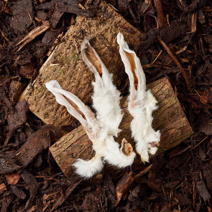 Hairy Rabbit Ears