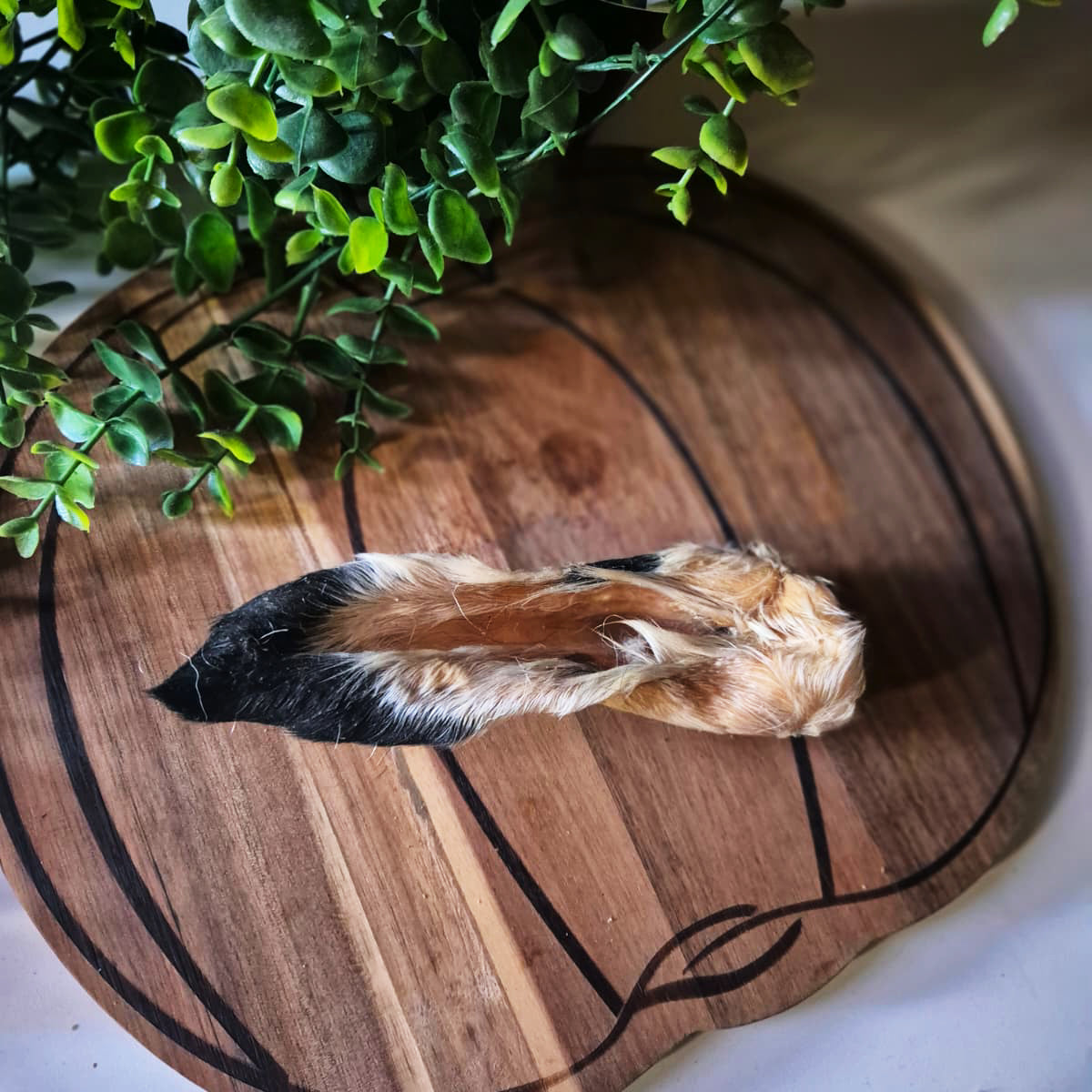 Lamb Ears with Fur (1pcs)