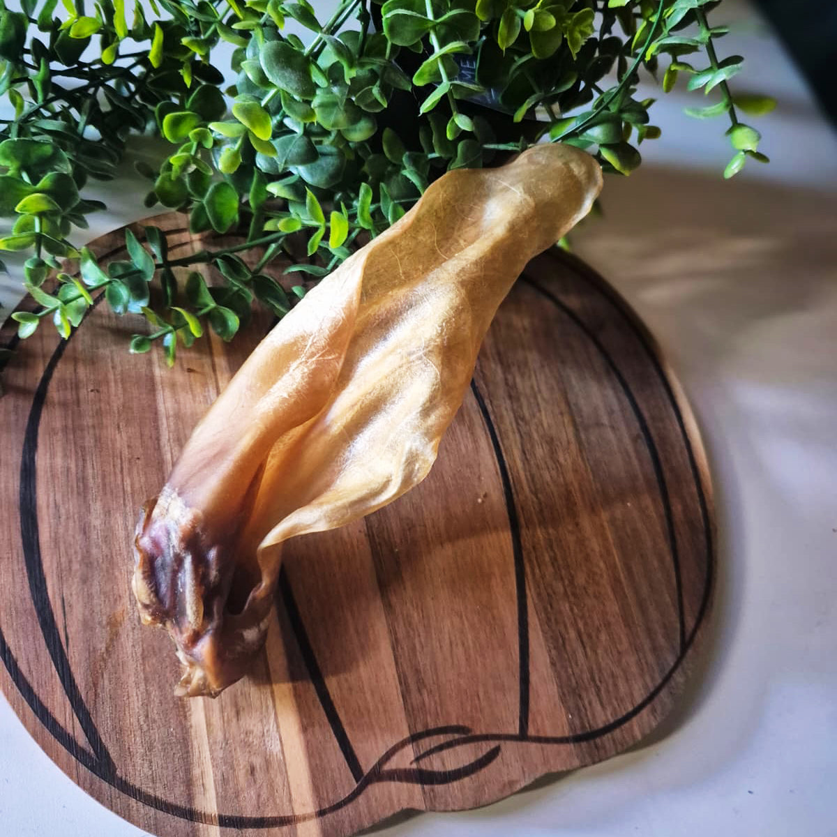 Large Plain Cow Ears (1pcs)