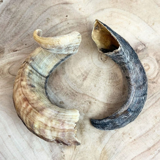 Lamb Horn (1pcs)